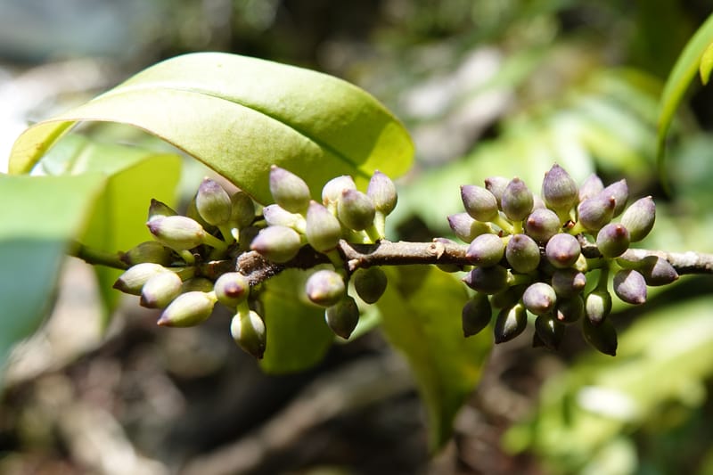 Rapanea faberi, D. Boufford 44108--China. Yunnan. Lao jun Shan. 30 Apr 2018. DSC00424 (296).JPG
