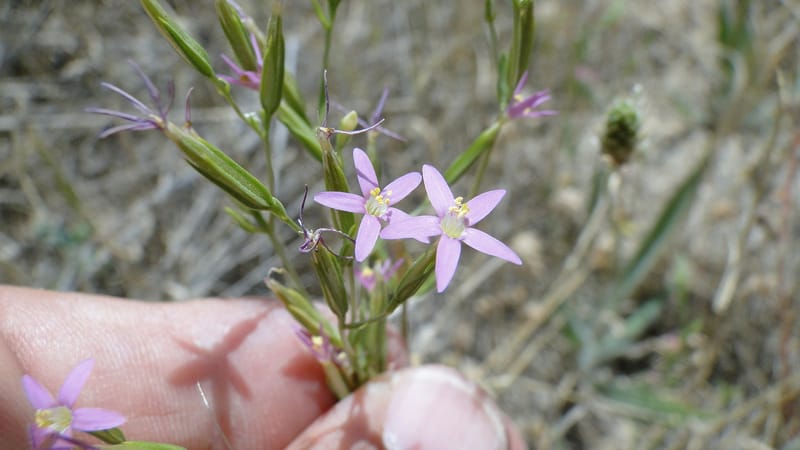 Centaurium, A. G. Miller 3.3--Iraq. Kurdistan. Zaynal, NW of Mawat. 16 June 2010. 119 (6).jpg