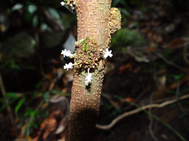Lepisanthes ramiflora, Buerki 324--Malaysia, Sarawak. Bako Nat. Park. Lintang Trail. 30 Mar 2012.  NDSC06186 (160).JPG