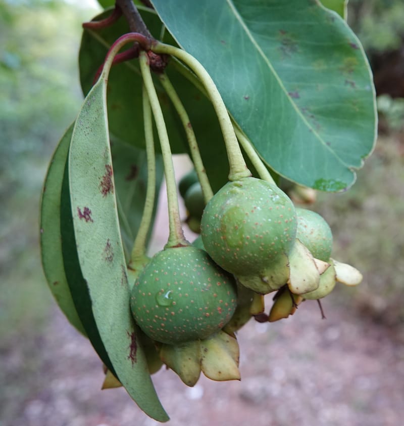 Anneslea fragrans, D. Boufford 33132--China. Yunnan. Meizi Lake Park. 3 May 2018. DSC01424 (289).JPG