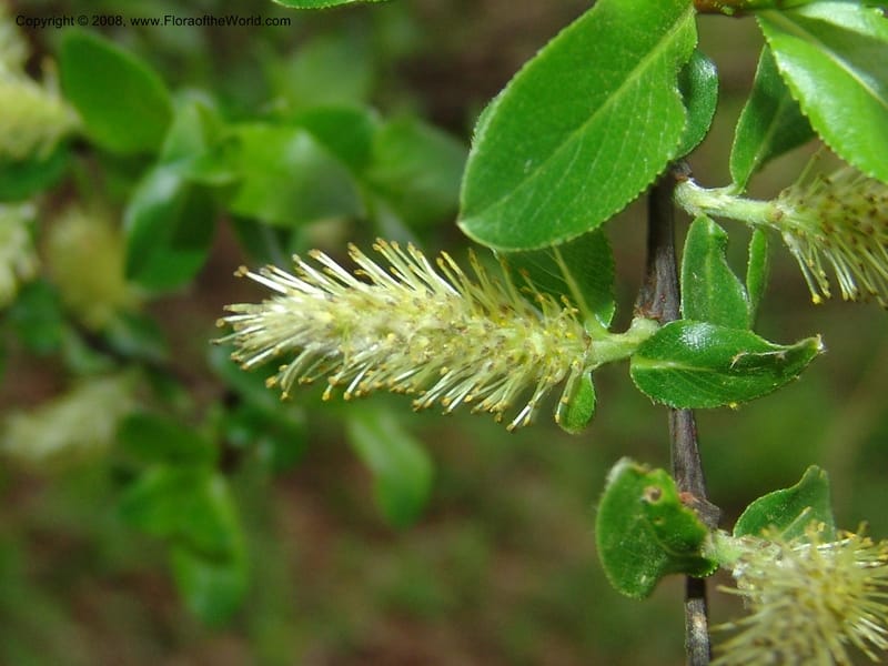Salix--Georgia. Kazbeki . Trail-road to Sameba Church. 2 Jun 05. 224.jpg