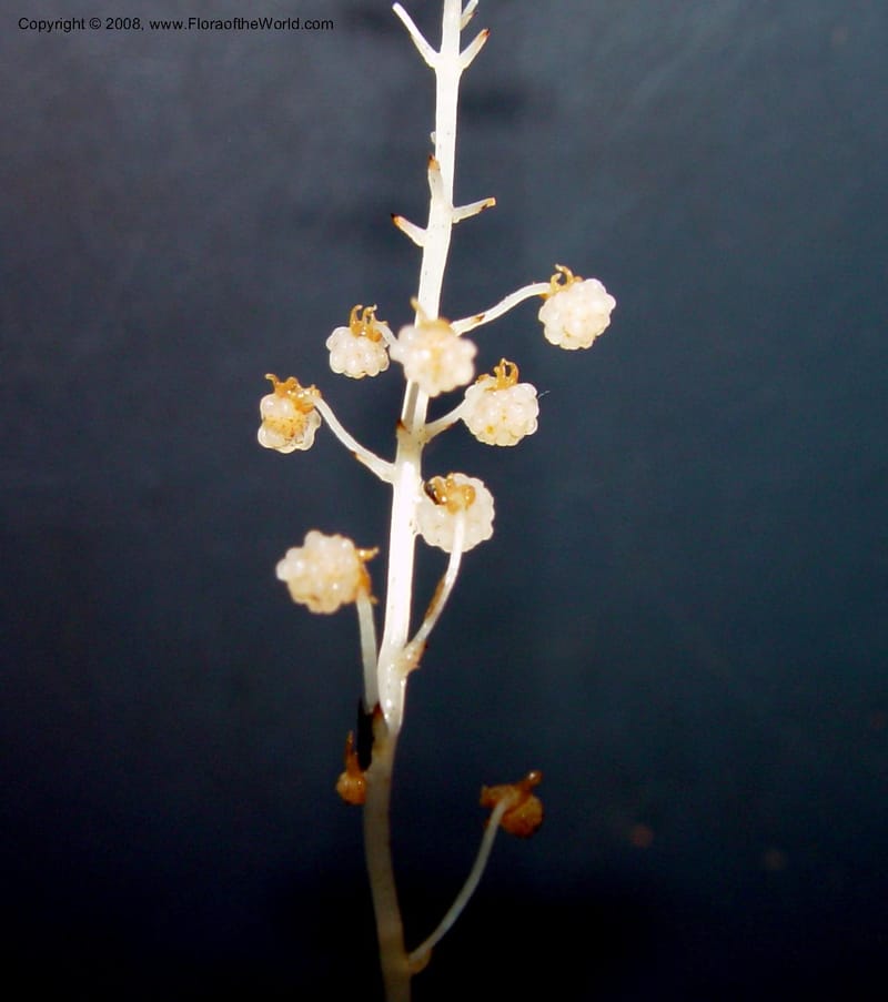 Sciaphila albescens, JSmith4184--Fr. Guiana. Kaw Mts. 'Caves Trail'. 20 Mch 02. 001B.jpg