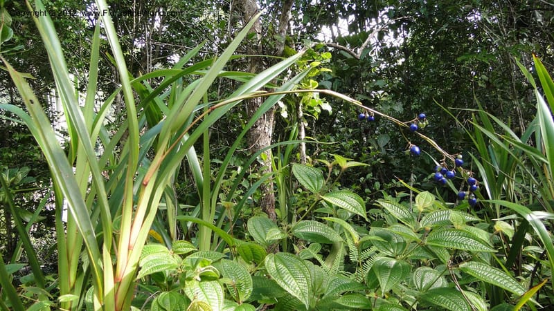 Dianella ensifolia, A. Ramahefaharivelo 168--Madagascar. Ambolotara. Ambodini, Vatovavy. 3 May 2010 177 (41).jpg