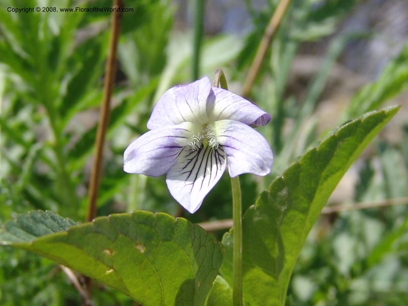 Viola somchetica--Georgia. Kazbeki . Trail-road to Sameba Church. 2 Jun 05. 042.jpg