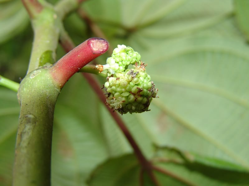Clidemia, Croat 93406--Ecuador. Prov. Cotopaxi. Guayacan-Pucayacu. 14 Aug 04. 027 (2).jpg