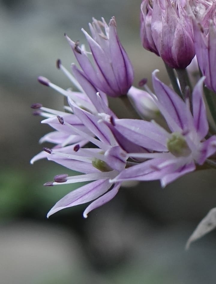 Allium schoenoprasum--Japan. Hokkaido. Teshio Exptl. For. 3 Aug 2016. DSC00757 (69).JPG