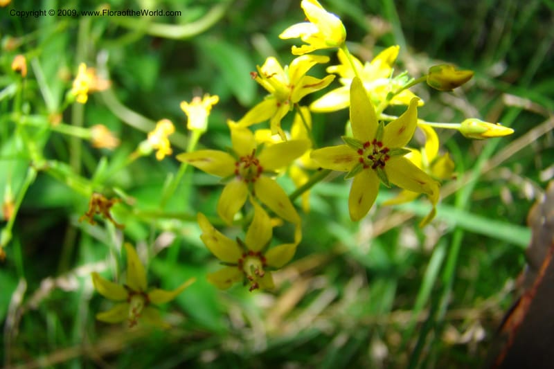 Lysimachia terrestris--New York. Brooklyn Botanic Garden. 19 July 2009. 157.jpg