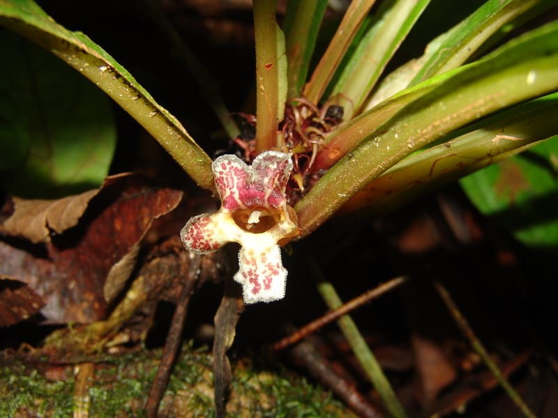 Paradrymonia, Neill 15763--Ecuador. Prov. Zamora Ch. C. del Condor. Las Orquideas. 16 Sep 07. 030 (14).jpg