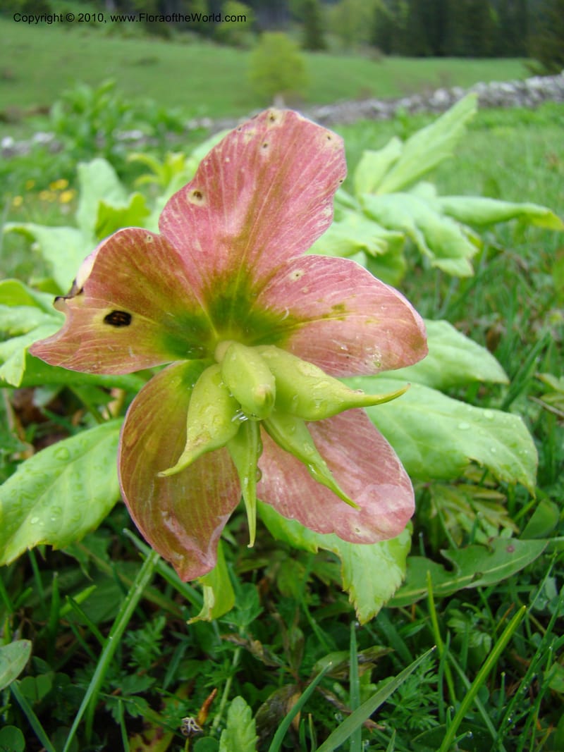Helleborus niger, C. Davidson 11219--Slovenia, Stajerska Region, Menina Planina, 19 May 2008.  026 (10).jpg