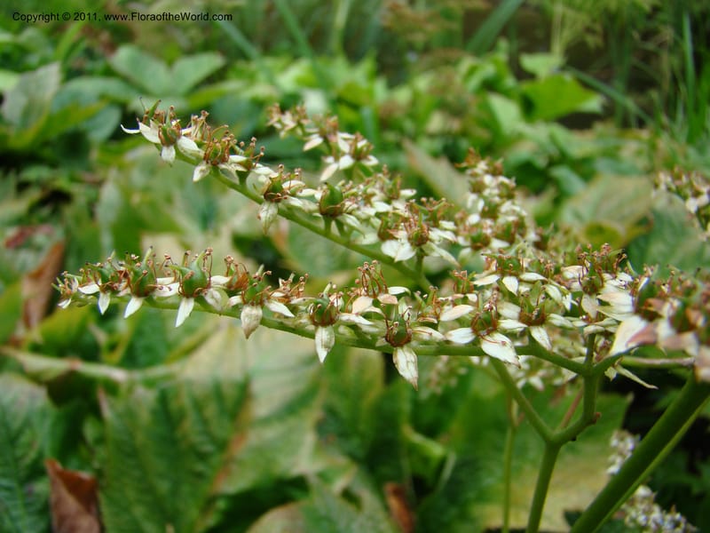 Rodgersia podophylla, 28991-262-91--Canada. BC. Univ. BC Bot. Garden. 27 Jul 08. 024.jpg