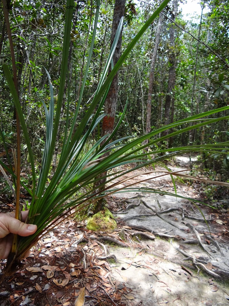 Pandanus dorystigma, Callmander 1015--Malaysia, Sarawak. Bako Nat. Park. Lintang Trail. 30 Mar 2012.  NDSC06186 (130).JPG