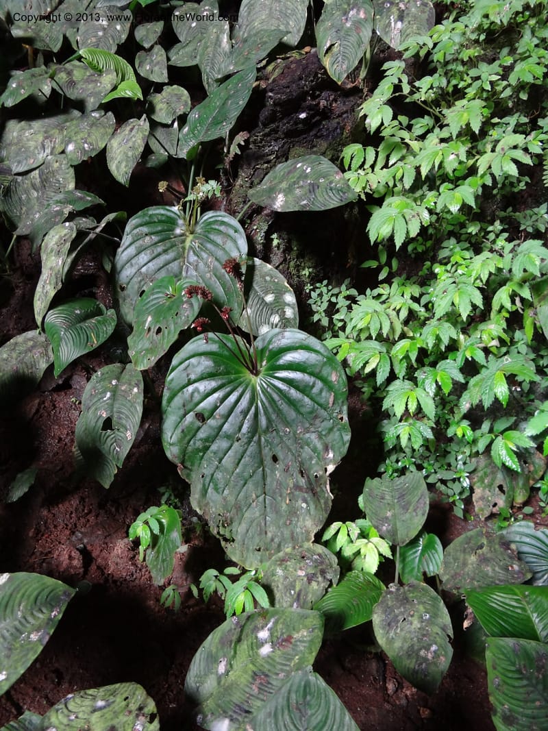 Monophyllaea horsfieldii, S.98860--Sarawak. Fairy Cave. 27 Mar 2012. DSC05628 (4).JPG
