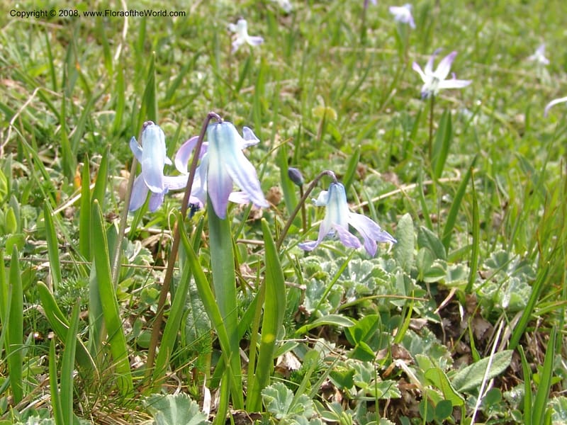 Scilla rosenii--Georgia. Vic. of Tskhrats'karo Pass. 7 Jun 05. 046.jpg