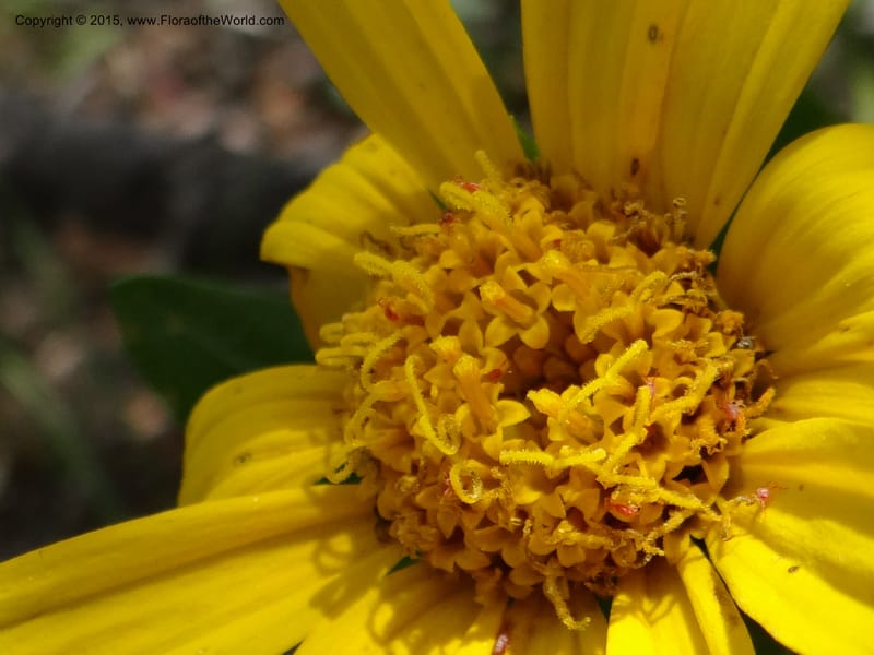 Wyethia, Mansfield, D 12-602--ID. Bear Lake Co. Mt. Sherman. 13 Jul 2012. DSC03473 (129).JPG