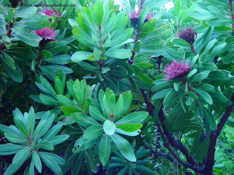 Protea rubropilosa--So. Africa. Cape Province. Kirstenbosch Bot. Gard. 20 Nov 02. 091.jpg