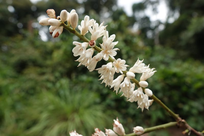 Stachyothyrsus staudtii, C. Davidson 14054--Gabon. Maboumine. 23 Oct 2019. DSC01631 (131).JPG
