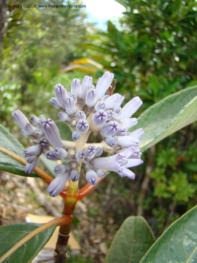 Psychotria, JMunzinger4807--N.Caled. Plateau de Poro. 16 Nov 07. 144.jpg
