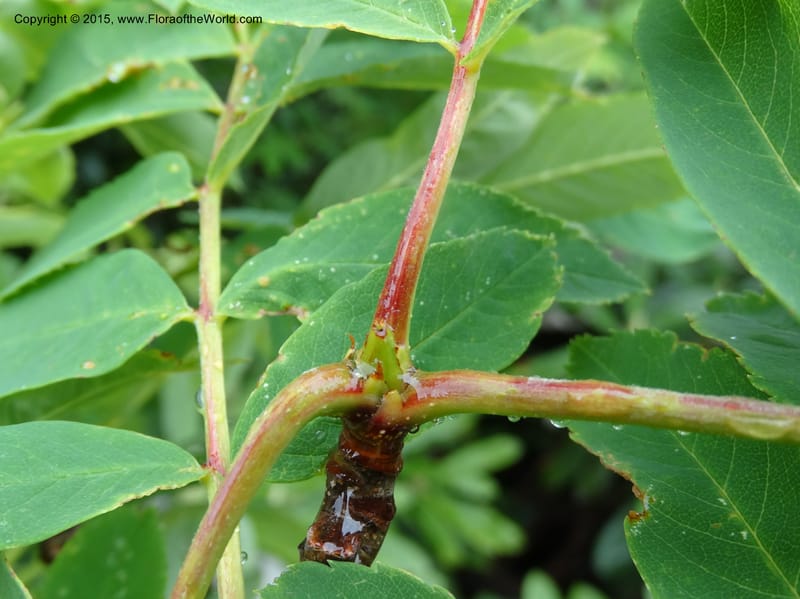 Sorbus aucuparia, Davidson, C 12484--Georgia (Caucasus). Koslitavi, branch of Merisi Gorge. 11 Jun 2014. DSC08456 (40).JPG