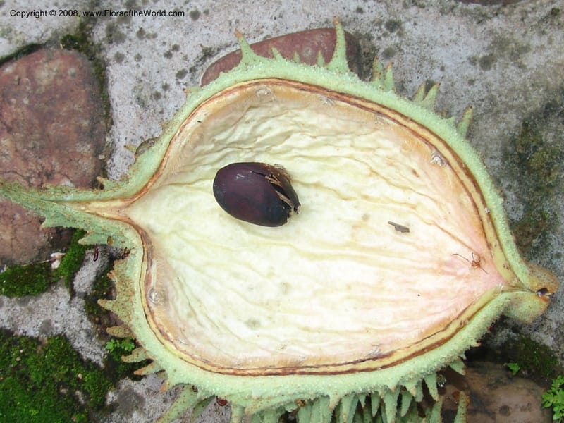Sterculia murex--So. Africa. Lowveld Nat. Bot. Gard. 14 Mch 05. 295.jpg