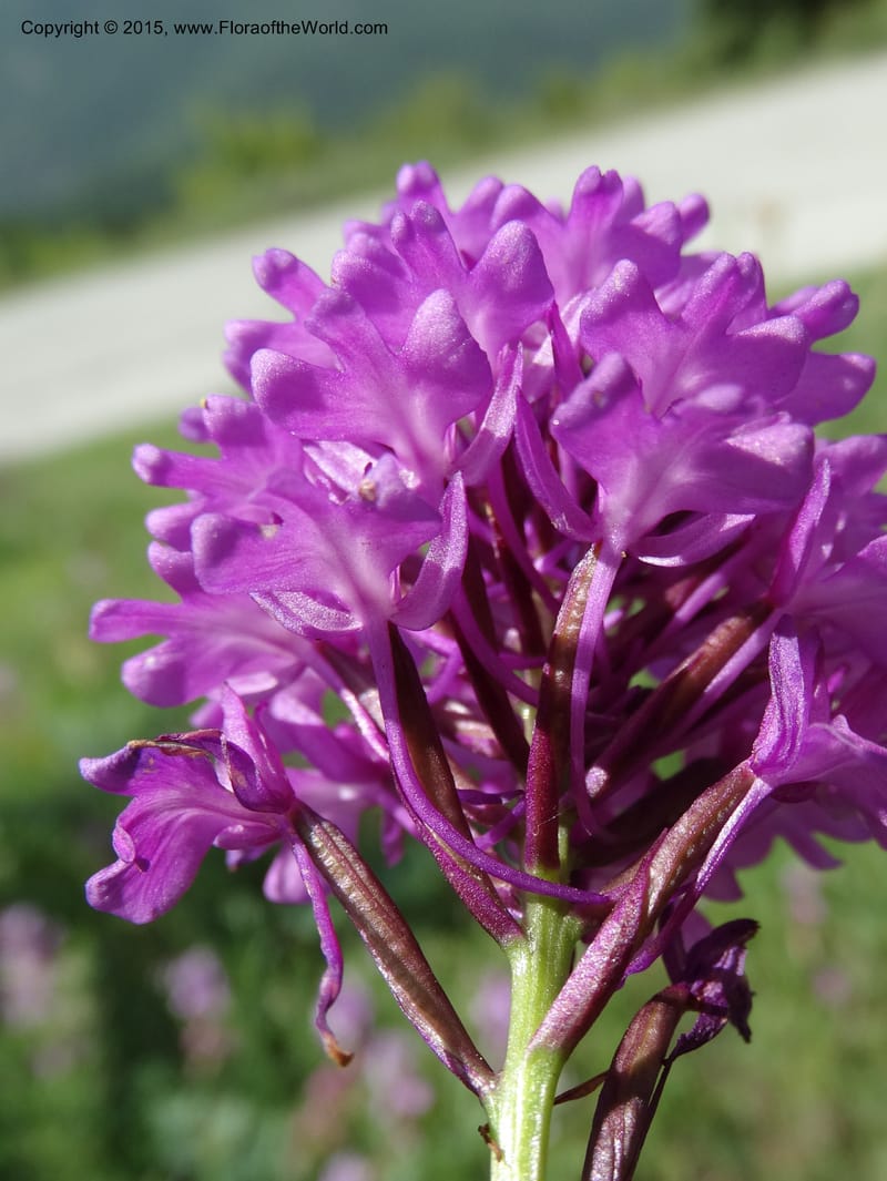 Anacamptis pyramidalis, Davidson, C 12453--Georgia (Caucasus). Shio Mgvime. 7 Jun 2014. DSC07779 (43).JPG