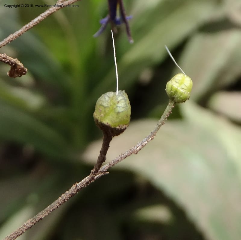 Conanthera bifolia, Davidson, C 12823--Chile. Ruta J-55 east of Talca. 27 Nov 2014. DSC08656 (22).JPG