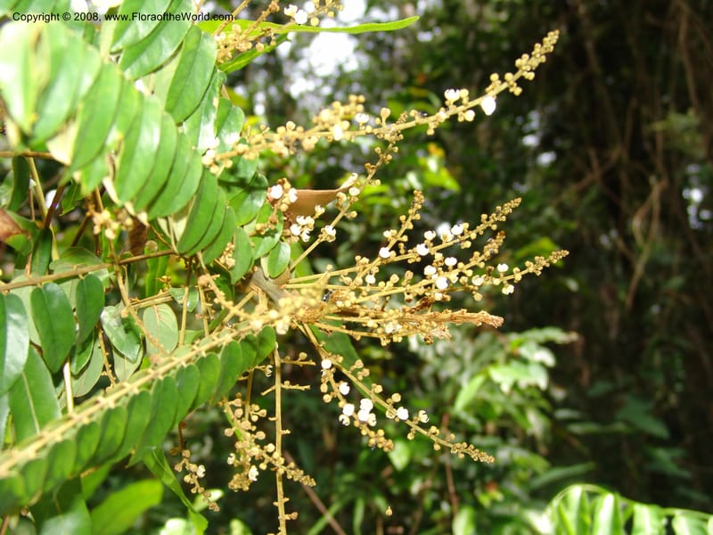 Cnestis, MLeal1172--Gabon. Prv. Ogooue-Iv. Res. Lope. Fougere Brulee. 19 Apr 06. 225.jpg