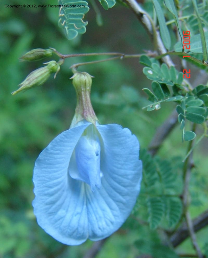 Clitoria aff heterophylla , Rogers, Z 945-Madagascar 22 Jan 2006 033 (1).jpg