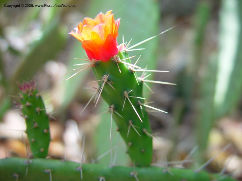 Opuntia spinosissima--FL. Fairchild Trop. Gard. 7 Apr 03. 338.jpg