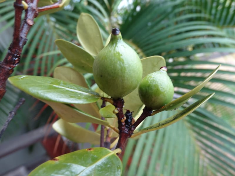 Atractocarpus, Lowry, P 7408A--New Caledonia. Plateau de Tiea. 18 Nov 2015. DSC03758 (49).JPG