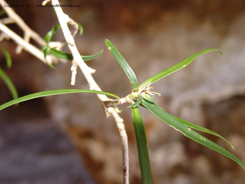 Dracaena, ZRogers1110--Madag. Prov. Antsir. Montagne de France. 6 Nov 06. 205.jpg