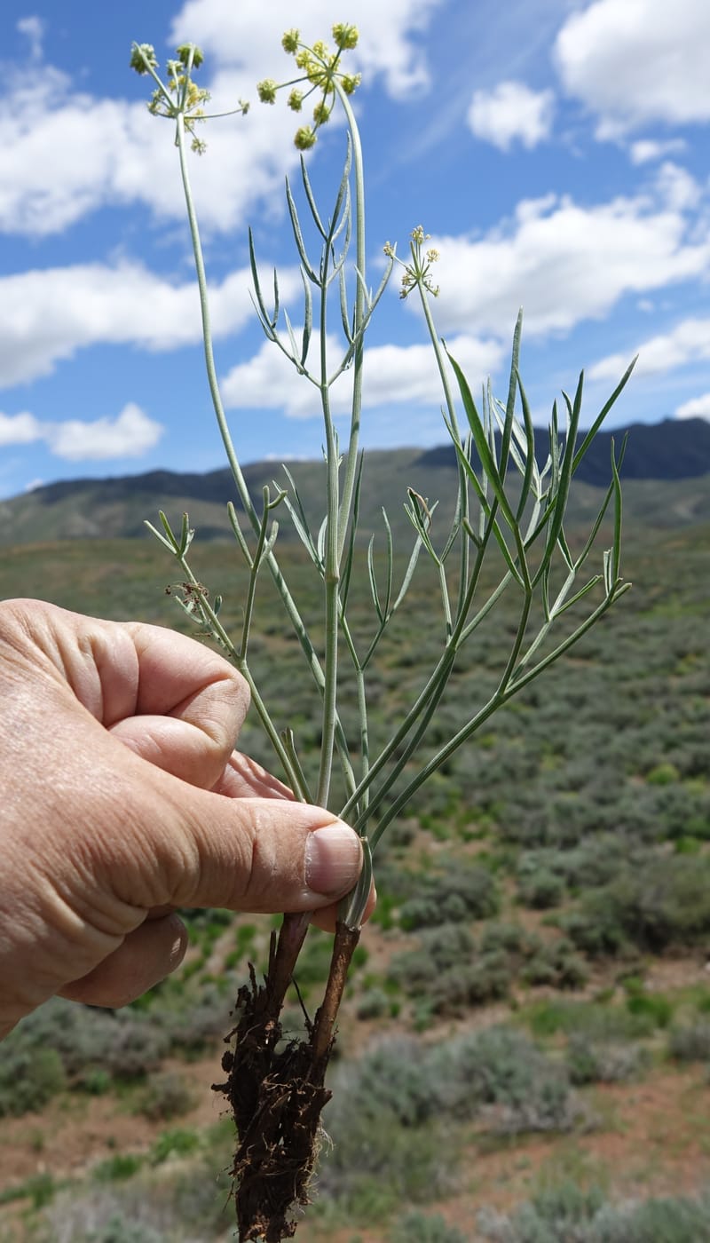 Lomatium simplex, C. Davidson 13563--ID. Blaine Co. Rock Creek Preserve. TNC. 14 May 2017. DSC00477 (86).JPG