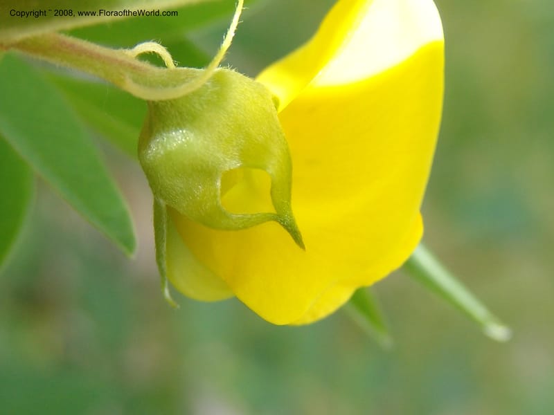 Crotalaria micans, AAraujoM3097--Bolivia. Pq. Nal. Madidi. Rio Yariapo, 4 km E of Chalalan. 25 Sep 06. 010.jpg