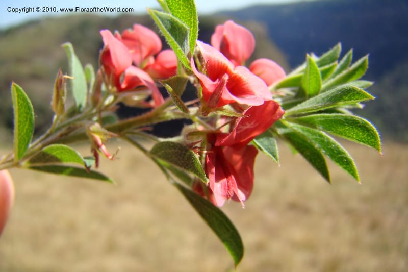 Indigofera setosa, D. Styles xx--South Africa. KwaZulu-Natal. Kloof Gorge, Durban. 29 Aug 09. 070 (3).jpg