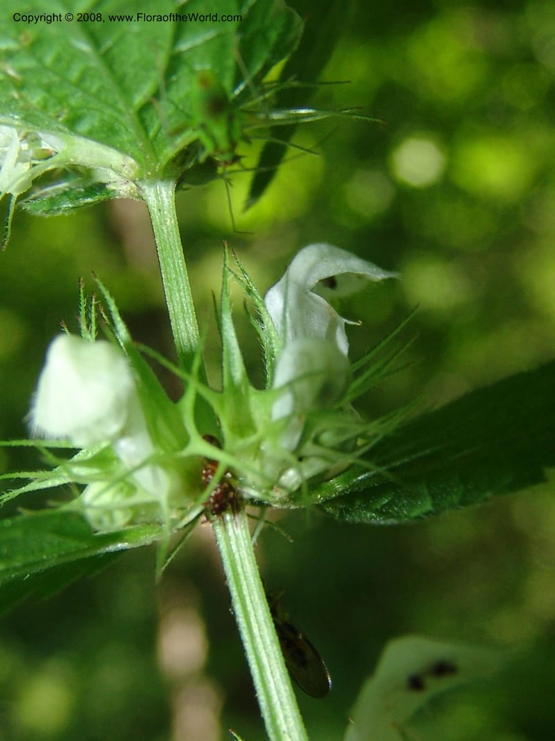 Stachys--Georgia. Borjomi-Kharagauli Nat. Pk. 8  Jun 05. 217.jpg