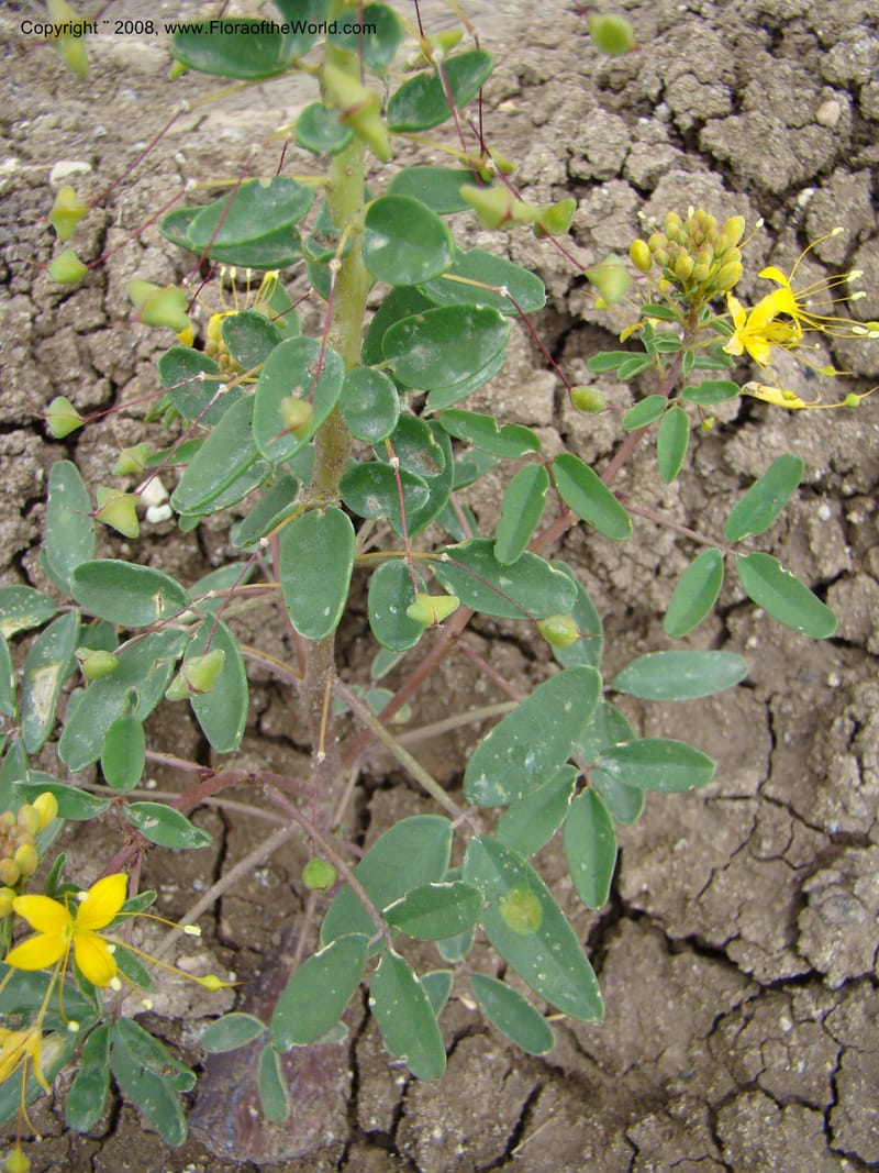 OR. Malheur Co. Leslie Gulch. 1 Jun 08. 016.jpg