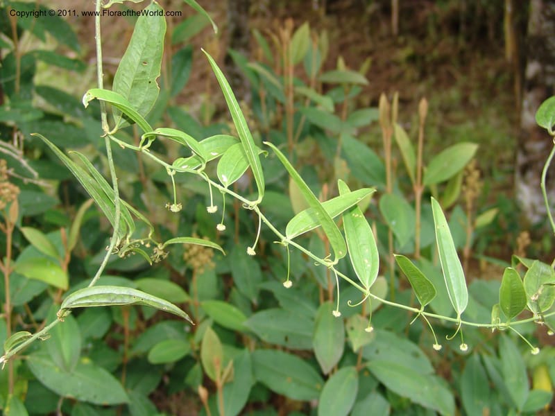 Smilax obliqua, RVasquez 31461--Peru. Prov. Oxa. Parq. Nac. Yanachaga Chemillen. 12 Oct 06. 177 (3).jpg