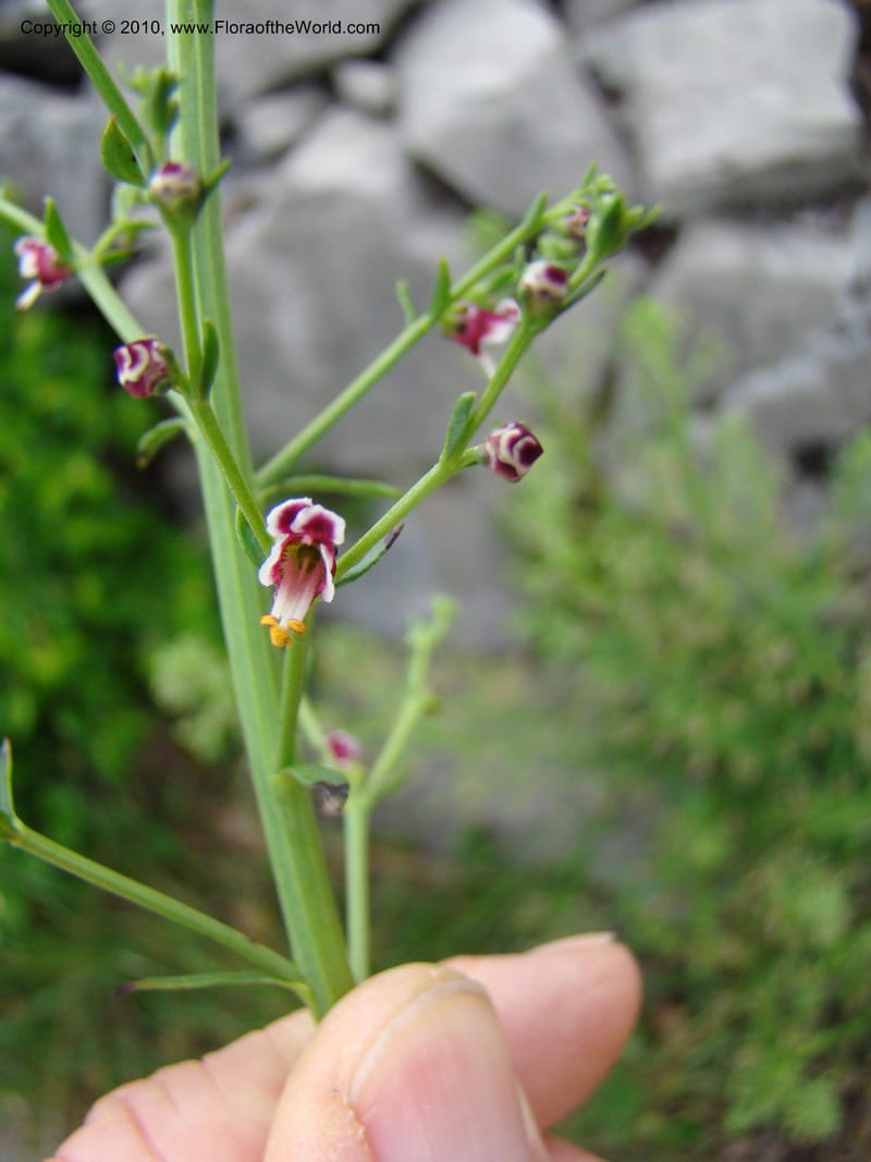Scrophularia canina, C.Davidson 11175--Slovenia, Notranjska Region, 2 km W of Skocjan on Rd. 301, 16 May 2008.030 (11).jpg