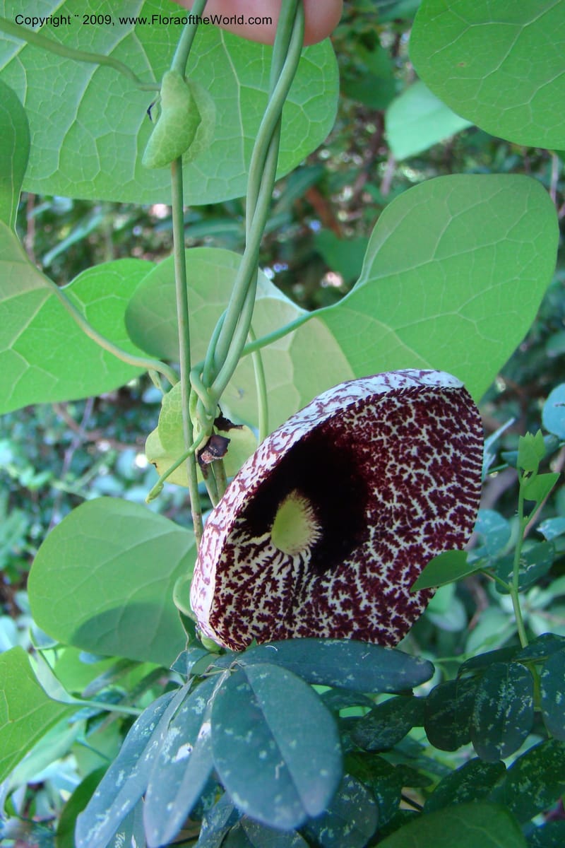 Aristolochia odoratissima--South Africa. Durban Botanical Garden. 30 Jan 09. 246.jpg
