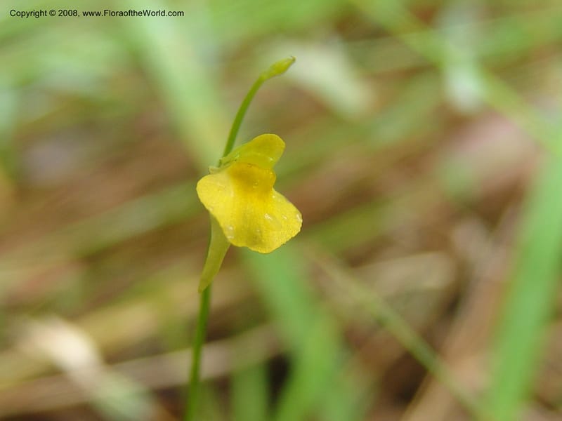 Utricularia andongensis, GWalters1643--Gabon. Prv. Estuaire. Mondah For. 16 Apr 06. 056.jpg