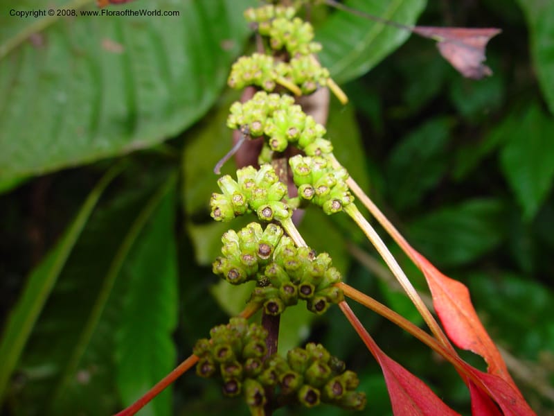 Warszewiczia coccinea--Costa Rica. Limon. La Quinta Inn. 1 Mch 02. 004.jpg