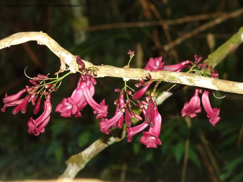 Jacaranda glabra, RVasquez33021--Peru. Pillcopata. Qbda Pini Pini. 29 Oct 07. 861.jpg