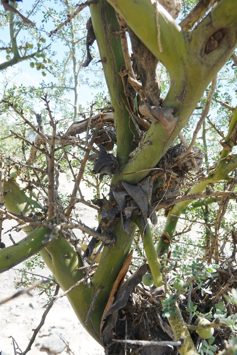 Geoffroea decorticans, Fortunato 13124--Argentina. W of Bellavista. 6 Feb 2018. DSC08696 (193).JPG