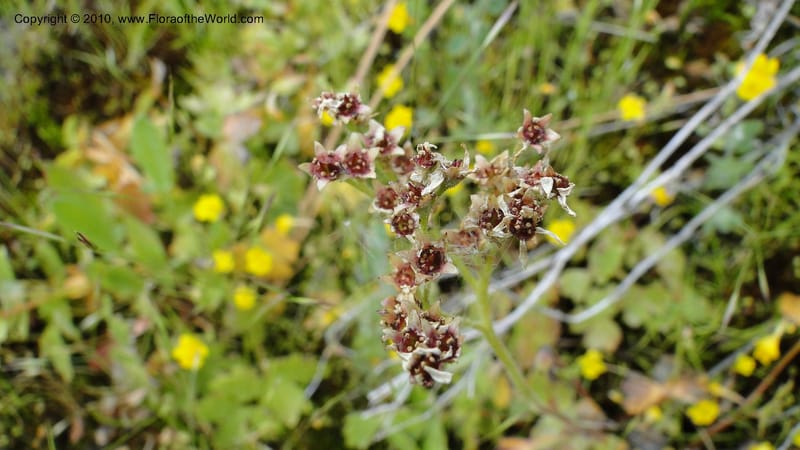 Suksdorfia ranunculifolia, B. Ertter 19978--Idaho. Valley County. 1 July 2010. 085 (9).jpg