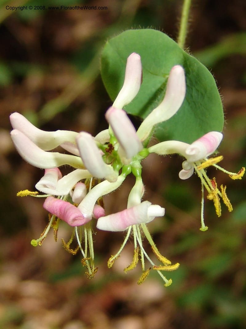 Lonicera hispidula v. vacillans, CDavidson11065--CA. Shasta Co. Lake Shasta. Waters Gulch Trail. 5 Jun 07. 190.jpg