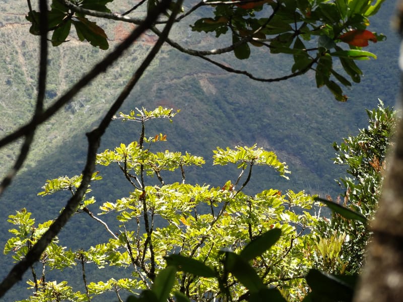 Cupaniopsis, Munzinger, J 7412--New Caledonia. Mont Dzumac. 12 Nov 2015. DSC01563 (294).JPG
