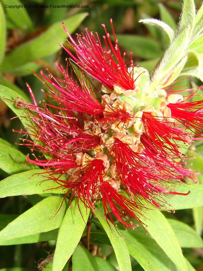 Callistemon comboynensis, s.n.--CA. San Francisco Arboretum. 9 Aug 07. 392.jpg