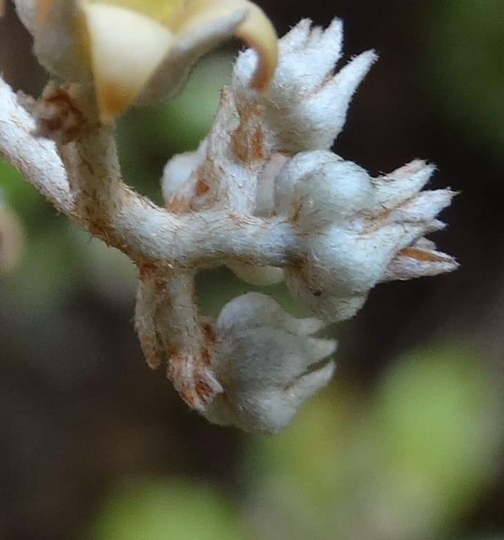Argophyllum, Lowry, P 7423--New Caledonia. PinPin. 20 Nov 2015. DSC03938 (62).JPG