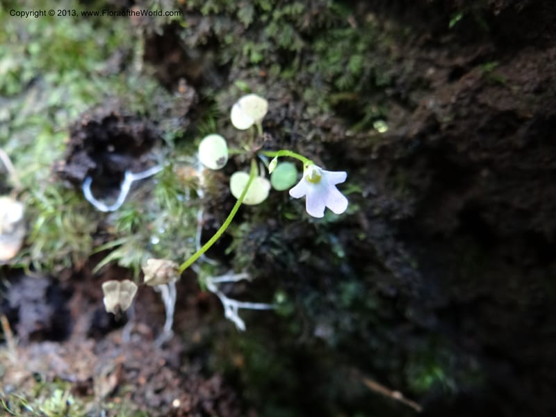 Utricularia, VC 5533--Thailand. Chiang Mai Prov. Doi Pha Hom Pok Nat. Park. 10 Nov 2012. DSC08349 (134).JPG
