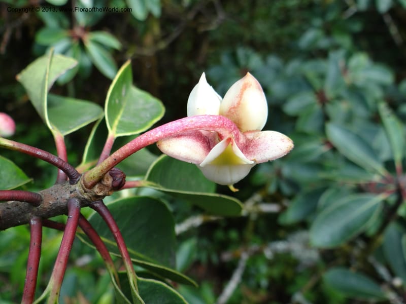 Anneslea fragrans, VC 5499--Thailand. Chiang Mai. Doi Inthanon Nat. Park. 8 Nov 2012. DSC07747 (132).JPG