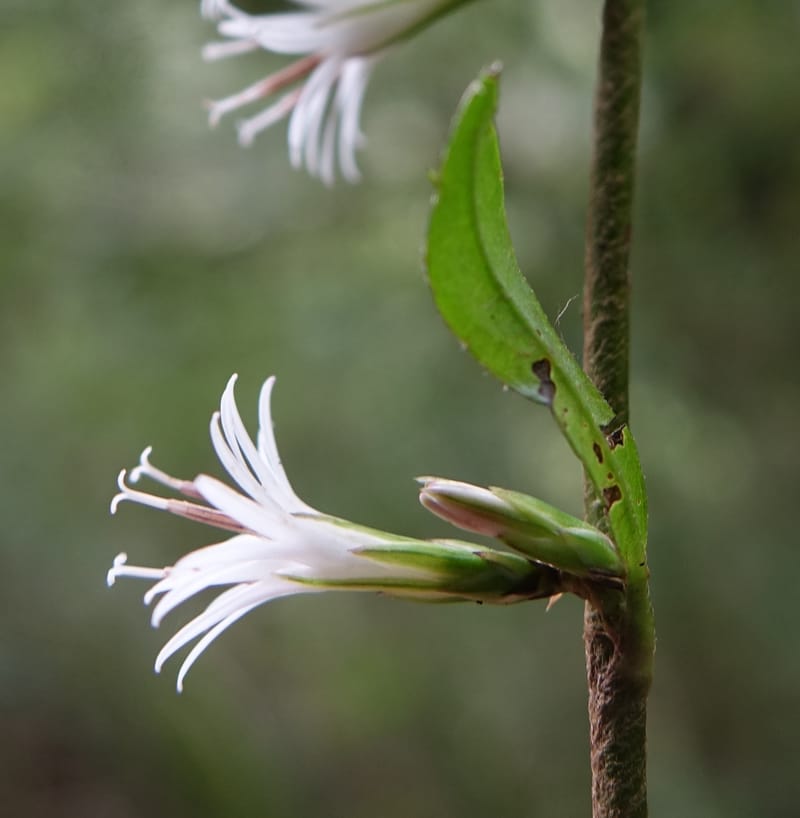 Ainsliaea latifolia, Tseng Yu-Hsin 1331--Taiwan. Taroko Nat. Park. Mt. Bilu Trail. 21 May 2016.  (154).JPG